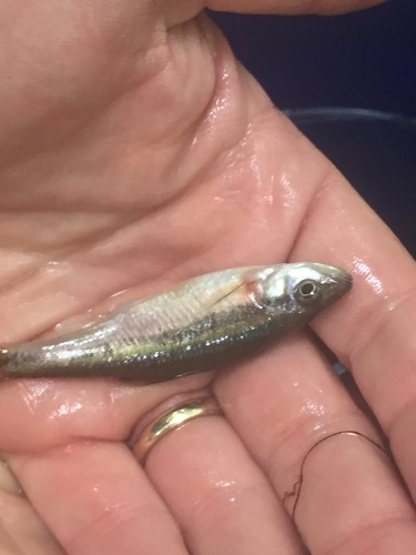 Clinostomus funduloides