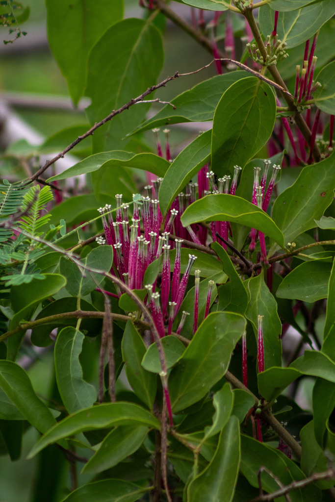 Tapinanthus buvumae