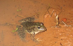 Lithobates spectabilis