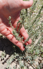 Suaeda calceoliformis