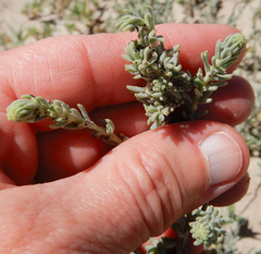 Suaeda calceoliformis