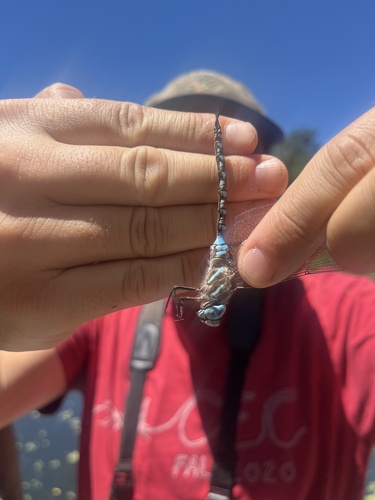 iNaturalist observation photo of Blue-eyed Darner