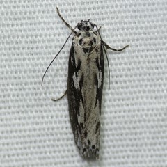 Ethmia semitenebrella