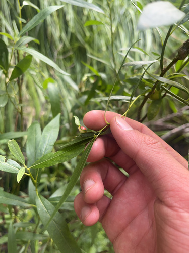 iNaturalist observation photo of Willow Apple Gall Sawfly
