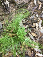 Carex bromoides bromoides