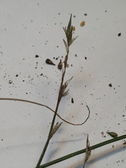 Carex bromoides bromoides