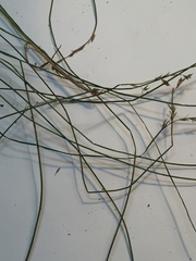 Carex bromoides bromoides