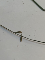 Carex bromoides bromoides