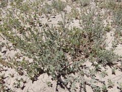 Suaeda calceoliformis