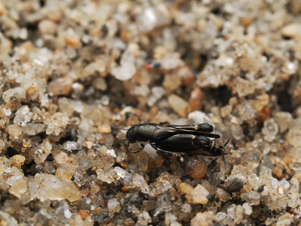 Xya ancarafantsika