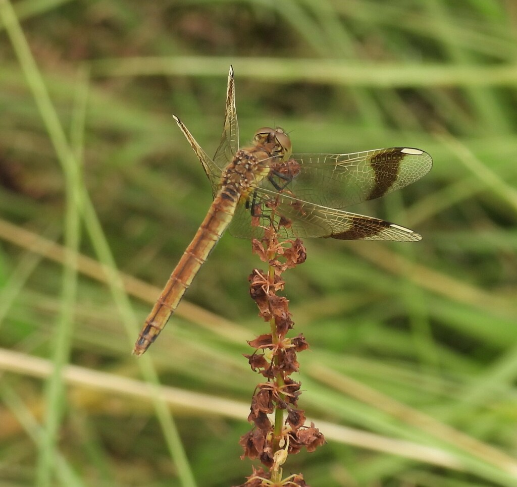 Banded Darter from Flight Forum, 5657 Eindhoven, Netherlands on July 27 ...