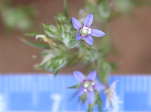 Image of Eriastrum filifolium by (c) Millie Basden, some rights reserved (CC BY)