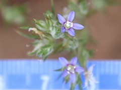 Eriastrum filifolium
