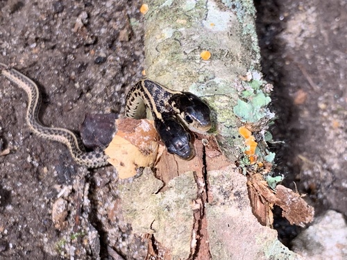 Common Garter Snake, Tribble Mill Park, Lawrenceville, GA, US, photo 6 of 10