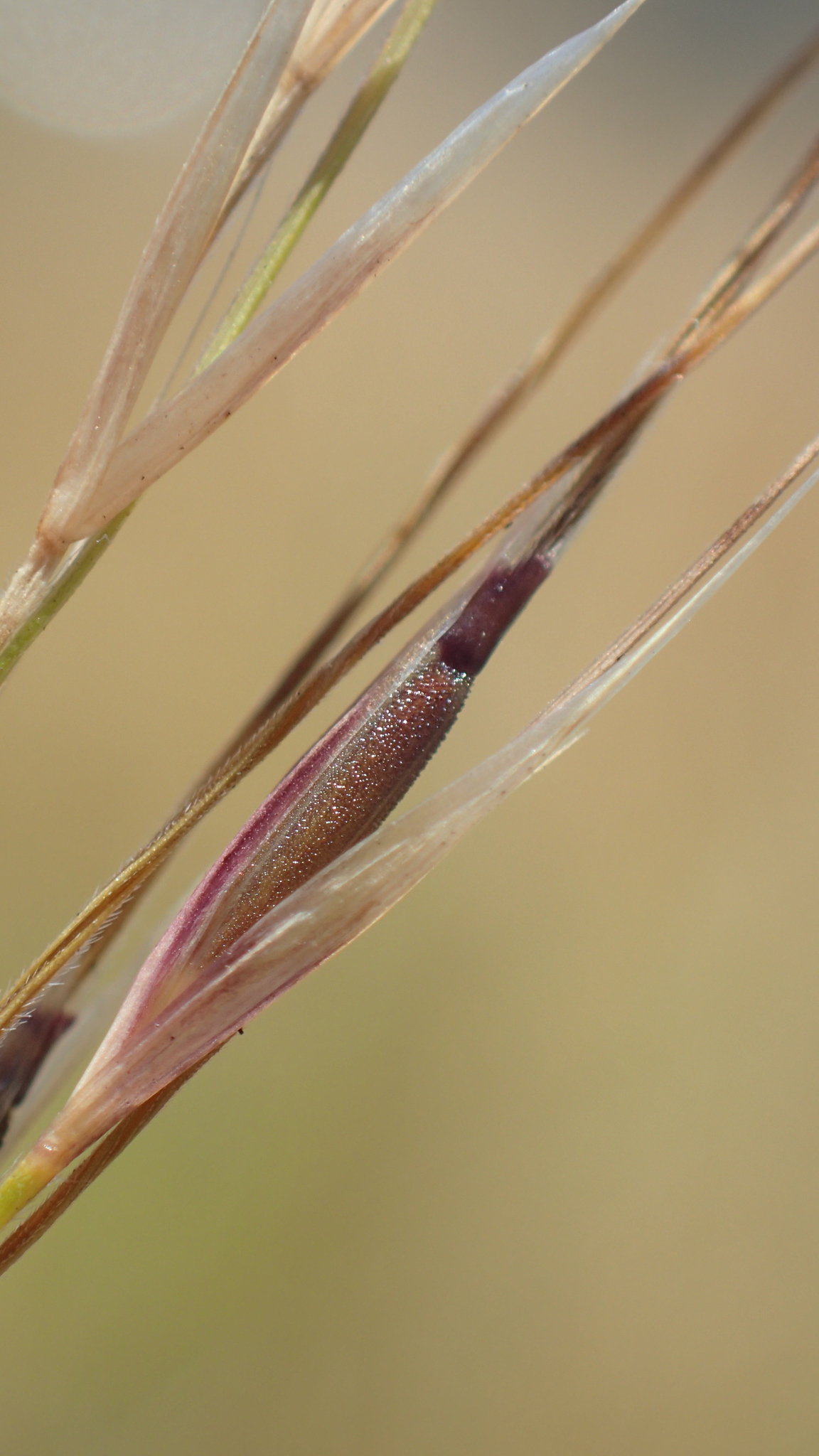 Nassella manicata