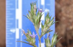 Eriastrum filifolium