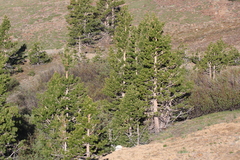 Pinus albicaulis