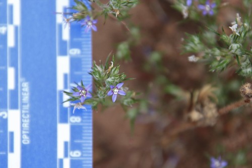 Image of Eriastrum filifolium by (c) Millie Basden, some rights reserved (CC BY)