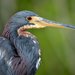 Tricolored Heron - Photo (c) Jean-Lou Justine, some rights reserved (CC BY), uploaded by Jean-Lou Justine