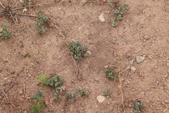 Eriastrum filifolium