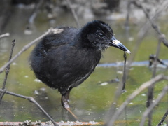 Virginia Rail photo 6