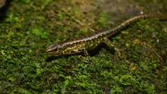 Common Forest Skink photo 3