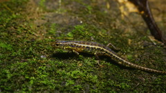 Common Forest Skink photo 2