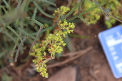 Chorizanthe procumbens