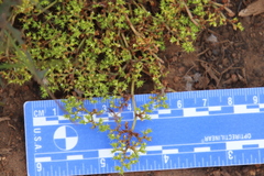 Chorizanthe procumbens