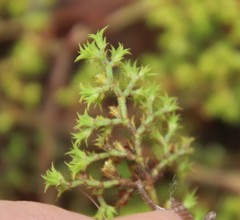 Chorizanthe procumbens