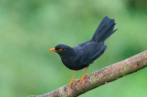 Glossy-black Thrush (Turdus serranus), photo 9