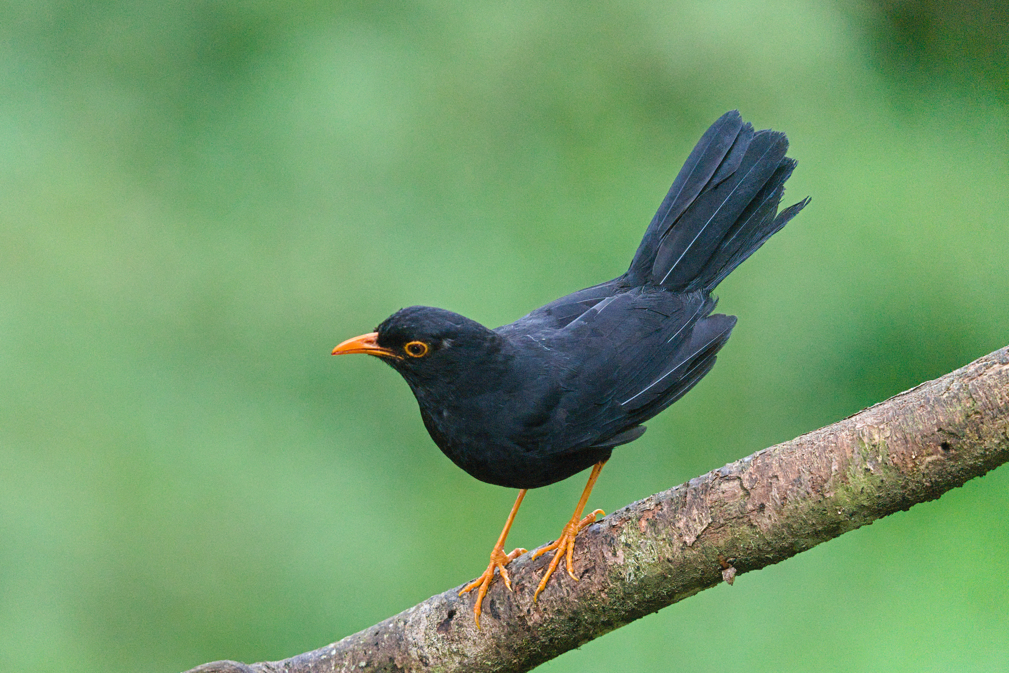 Glossy-black Thrush (Turdus serranus), photo 7