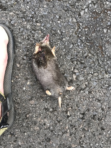 Townsend's Mole