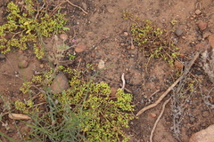 Chorizanthe procumbens