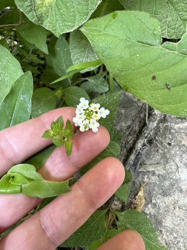 Image of Lantana velutina by (c) Amy Huie, some rights reserved (CC BY)