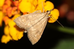 Udea fulvalis
