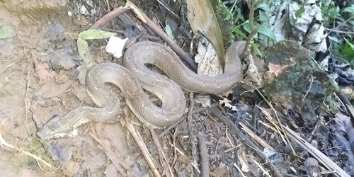 Cuban Dwarf Boa