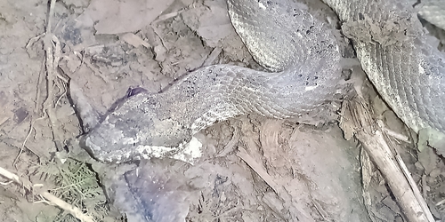 Cuban Dwarf Boa