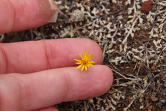 Pentachaeta aurea aurea