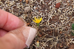 Pentachaeta aurea aurea