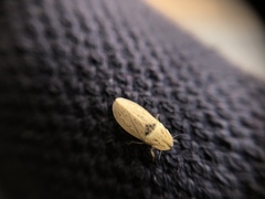 Prairiana
