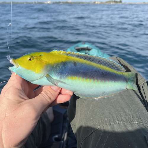 Photo of Yellowcheek wrasse (Halichoeres cyanocephalus)