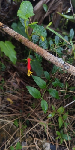 Siphocampylus manettiiflorus, photograph 2