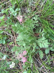 Geum triflorum