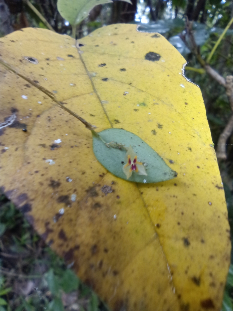 Lepanthes grisebachiana