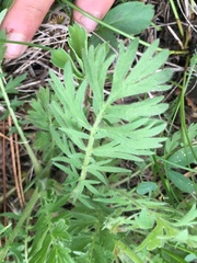 Geum triflorum