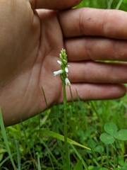 Spiranthes lucida