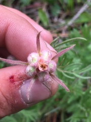 Geum triflorum