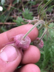 Geum triflorum
