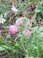 Geum triflorum